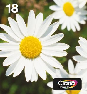 Epson Daisy C13T18064511 cartuccia d'inchiostro 1 pz Originale Resa standard Ne…